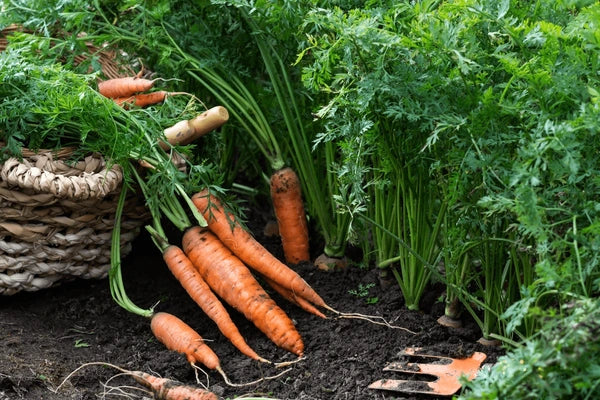 What is the best way to plant carrots?