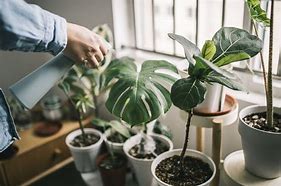 How should you take care of your plants if gone for extended period of time?