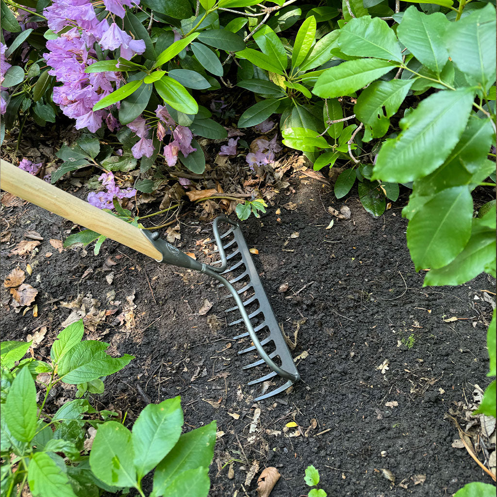 Long-handle garden rake getting ready to work up the soil in a flower bed.