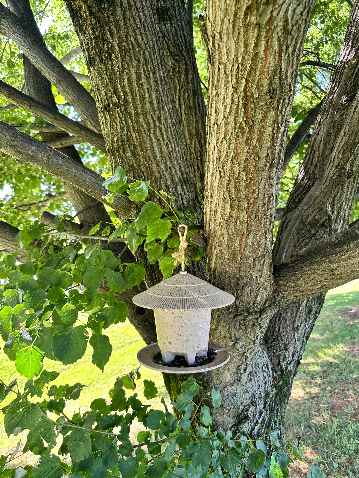 Deluxe Round Bird Feeder made from coffee husks hanging on a tree.