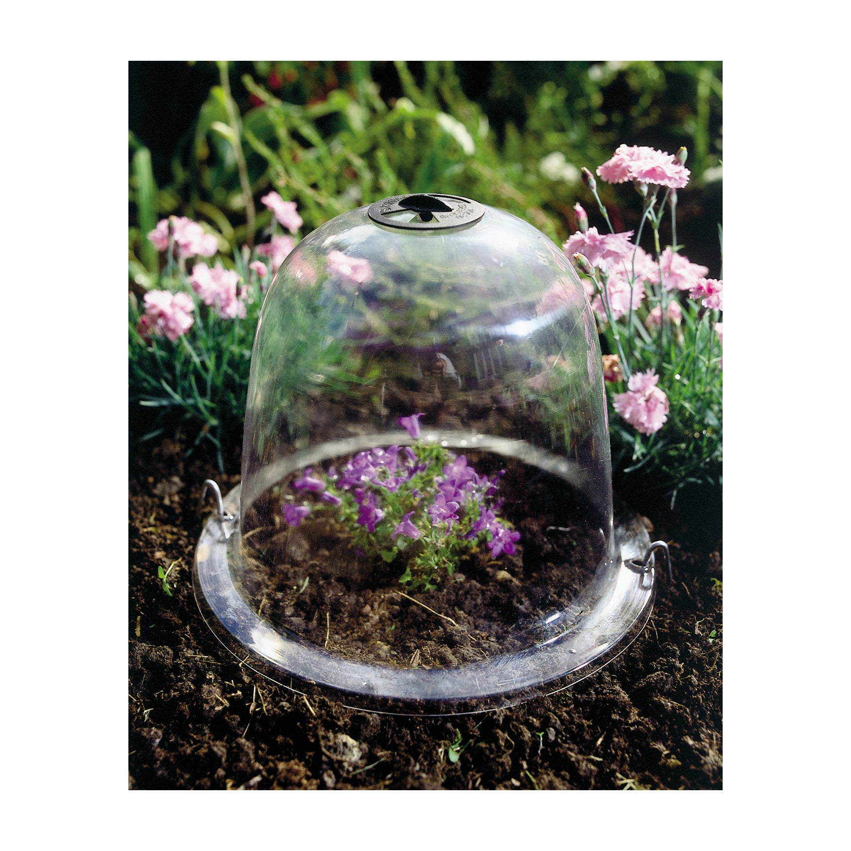 Clear dome-shaped cloche covering young plants, promoting growth and protection.