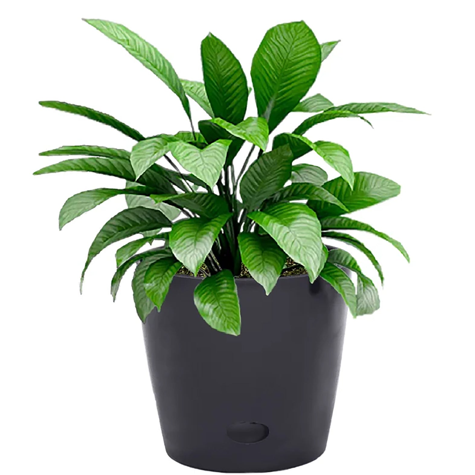 7" Black Round Bamboo Self-Watering Plant Pot with leafy greenery.