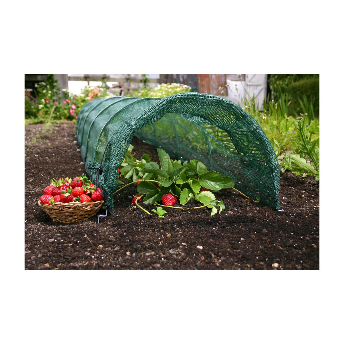 Easy Net Garden Tunnel with strawberries, 118&quot;L x 18&quot;W x 12&quot;H protective cover.