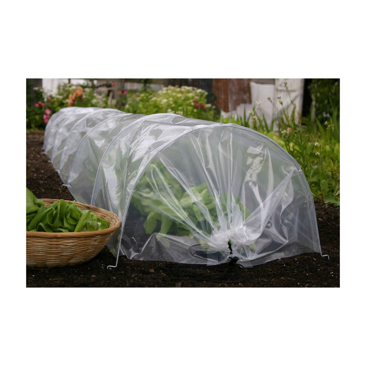 Easy Poly Garden Tunnel with plants, 118&quot; long, protecting crops from weather using polyethylene and steel hoops.