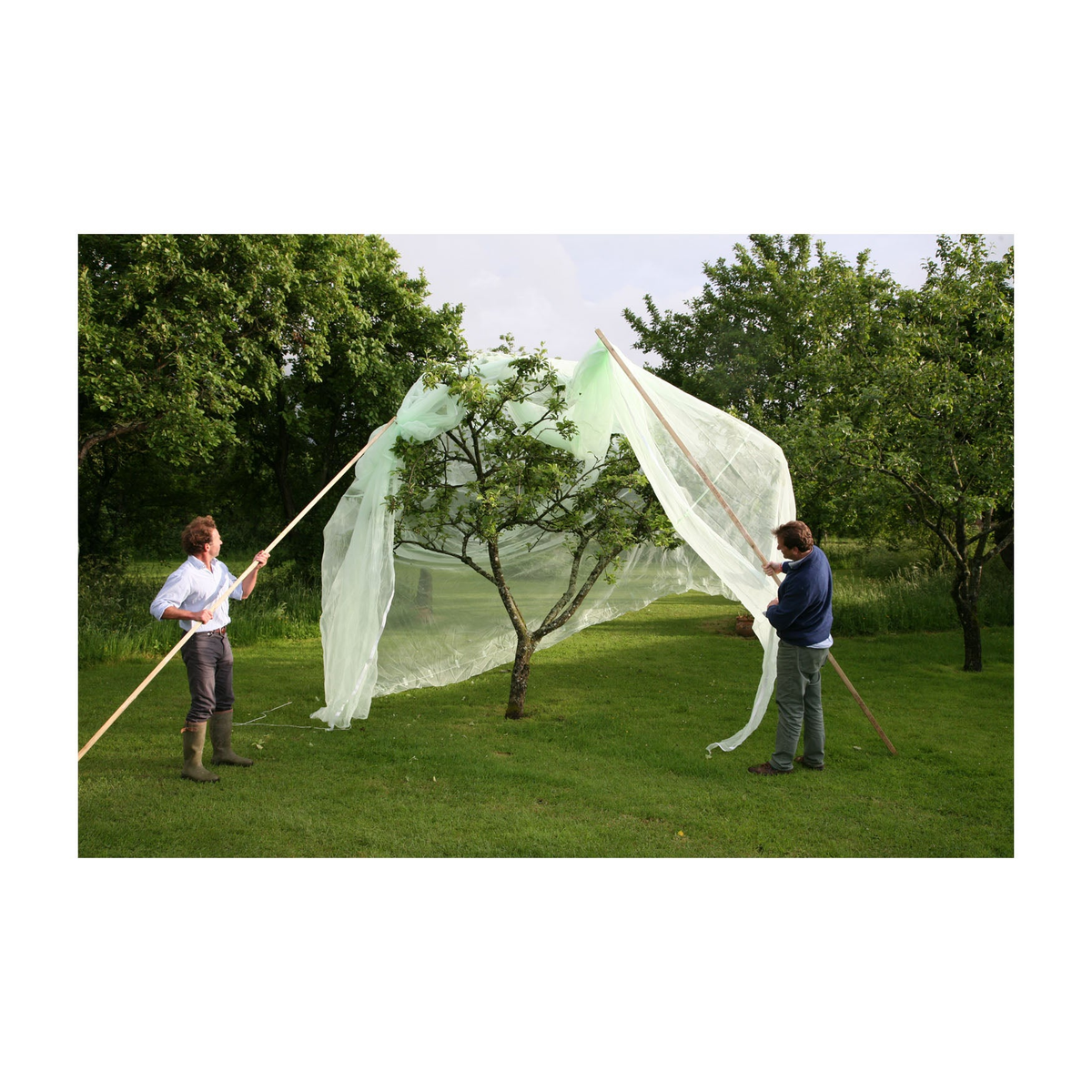 Fruit tree cover protecting trees from pests and weather, mesh design for moisture and sunlight.