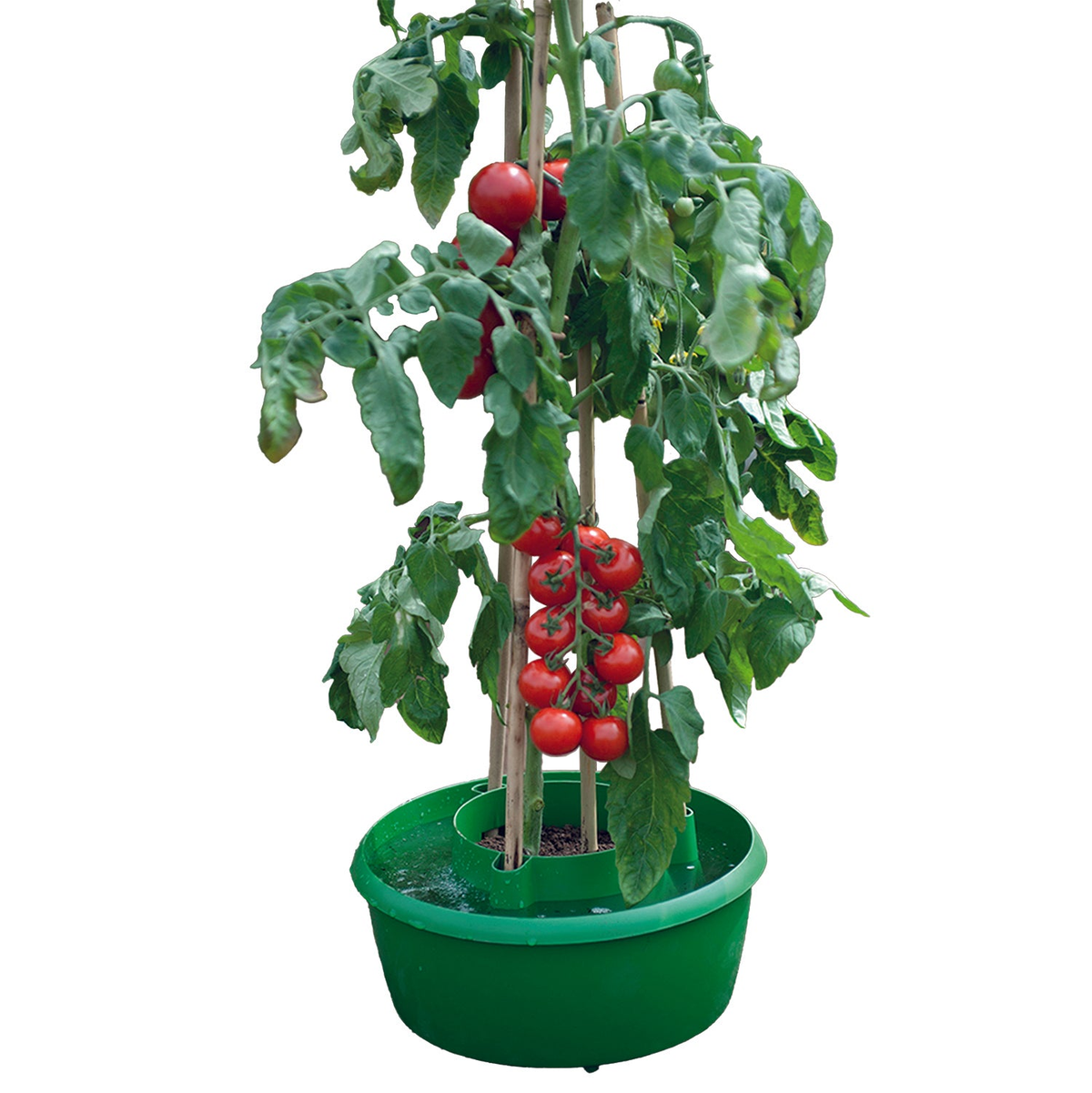 Green plant crop support halos with tomatoes growing, featuring an outer ring with deep-reaching watering spikes.