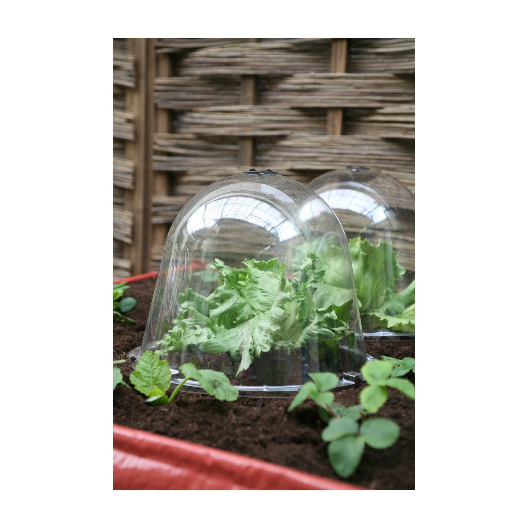 King Size Bells 2pk garden cloches protecting plants.