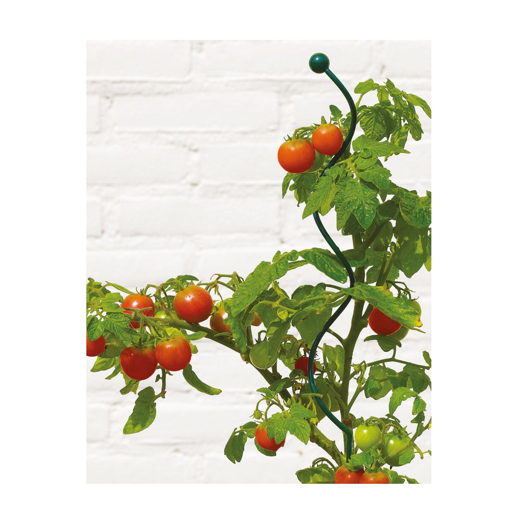 Spiral plant support stake 72" for tomatoes and cucumbers in garden.