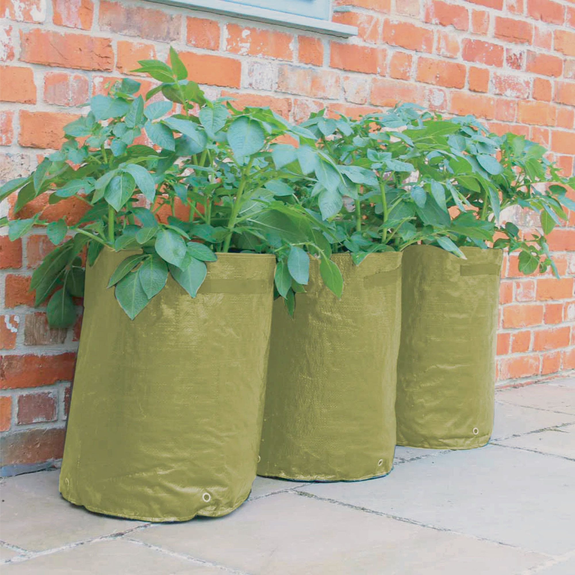 Potato/Tomato Patio Planter 3pk on patio with green plants growing