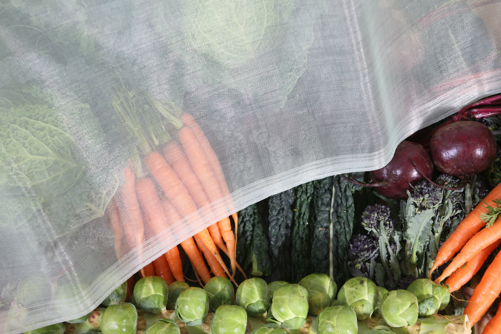 8' x 8' micromesh blanket covering vegetables, protecting crops from pests; breathable and moisture-retaining.