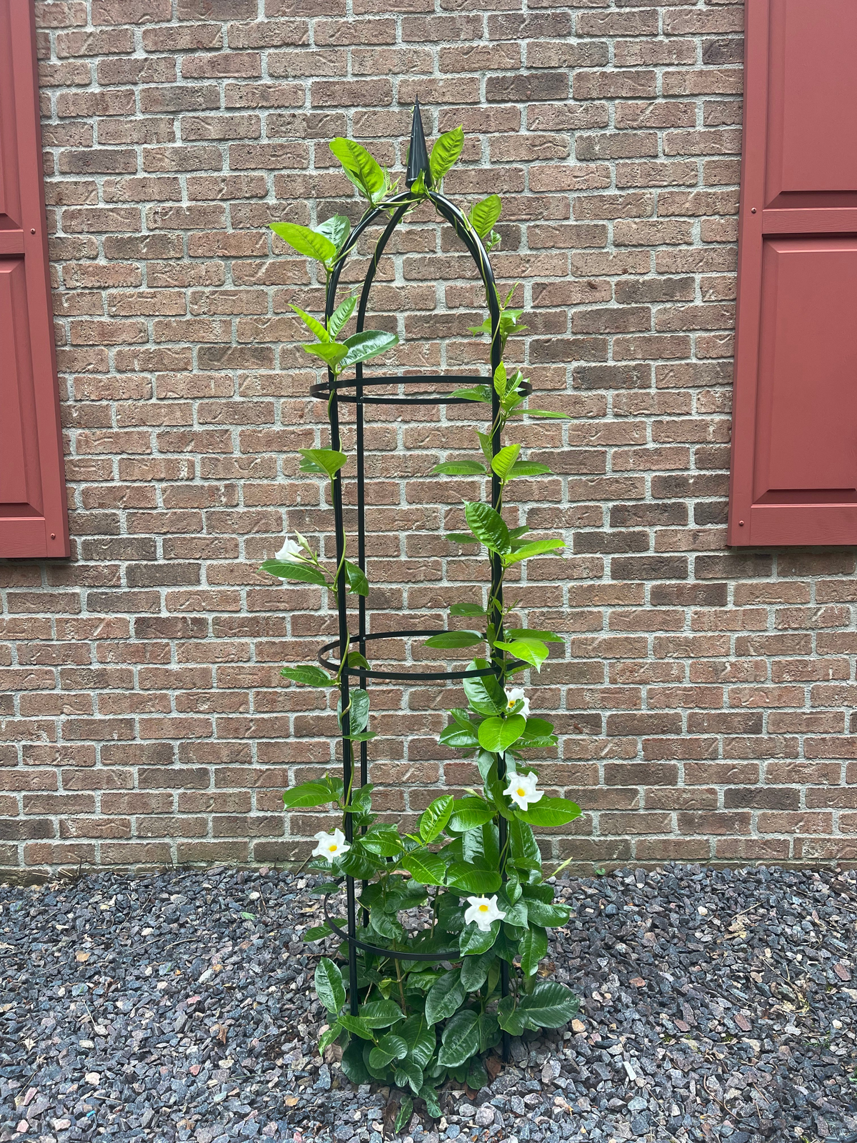 67&quot; steel obelisk in garden with climbing plants against brick wall.