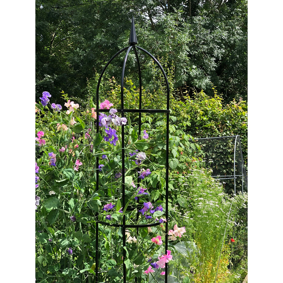 67&quot; steel obelisk in garden supporting climbing plants.