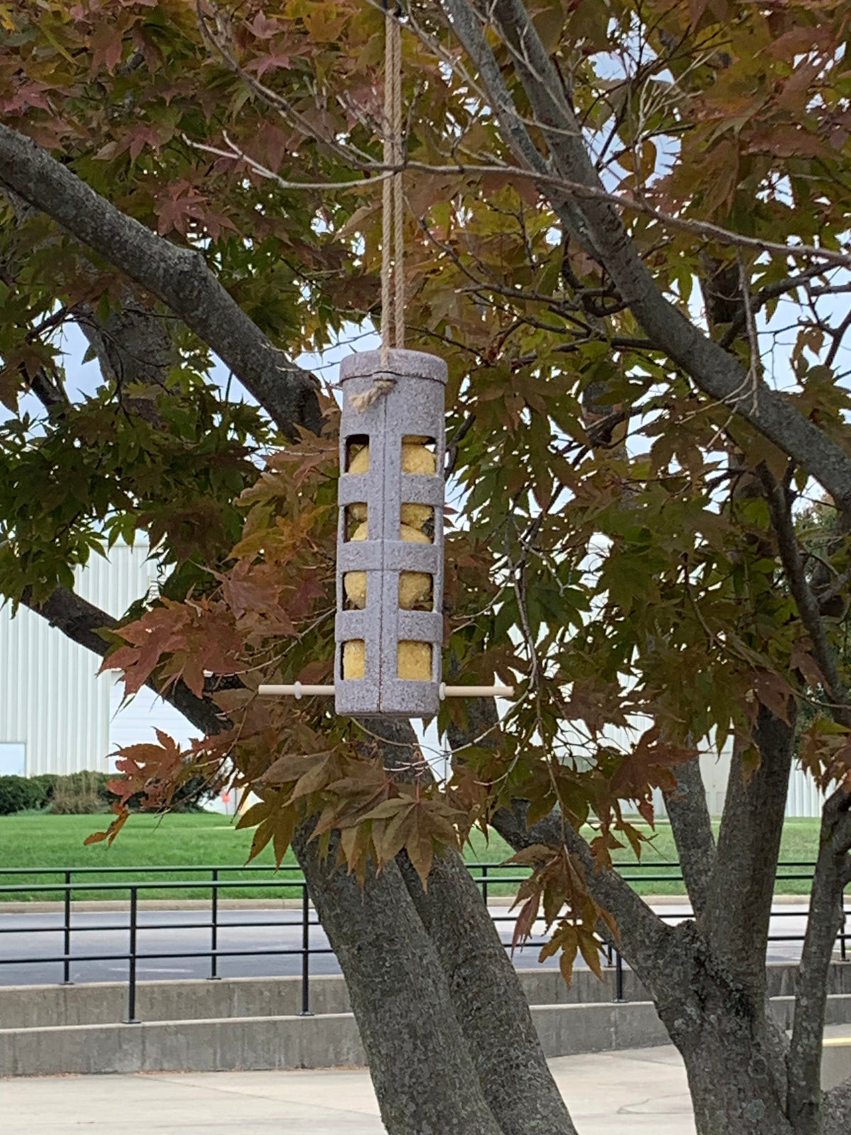 Suet Ball Feeder made from coffee husks hanging in a tree.