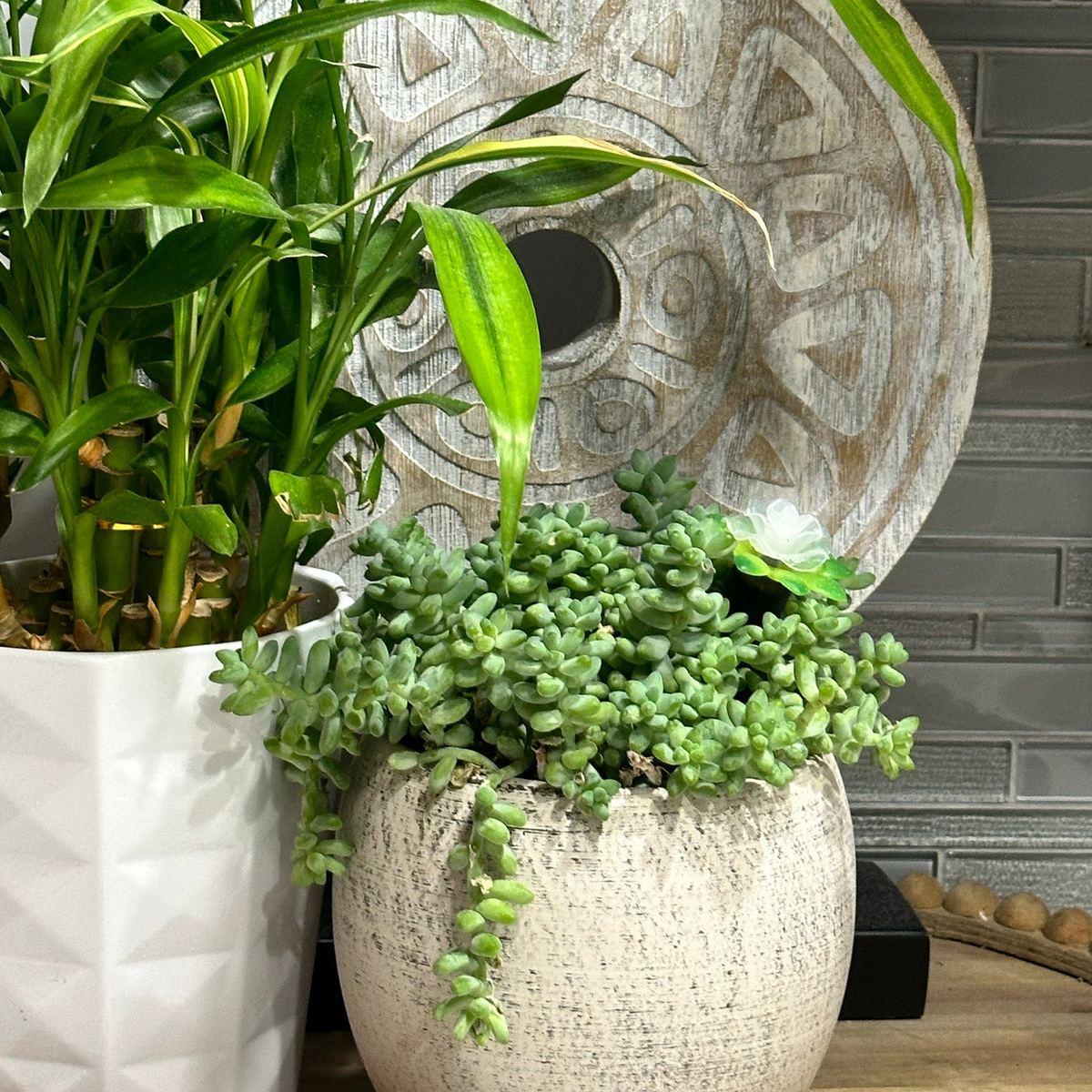 Indoor plants in decorative pots with a rustic circular backdrop.