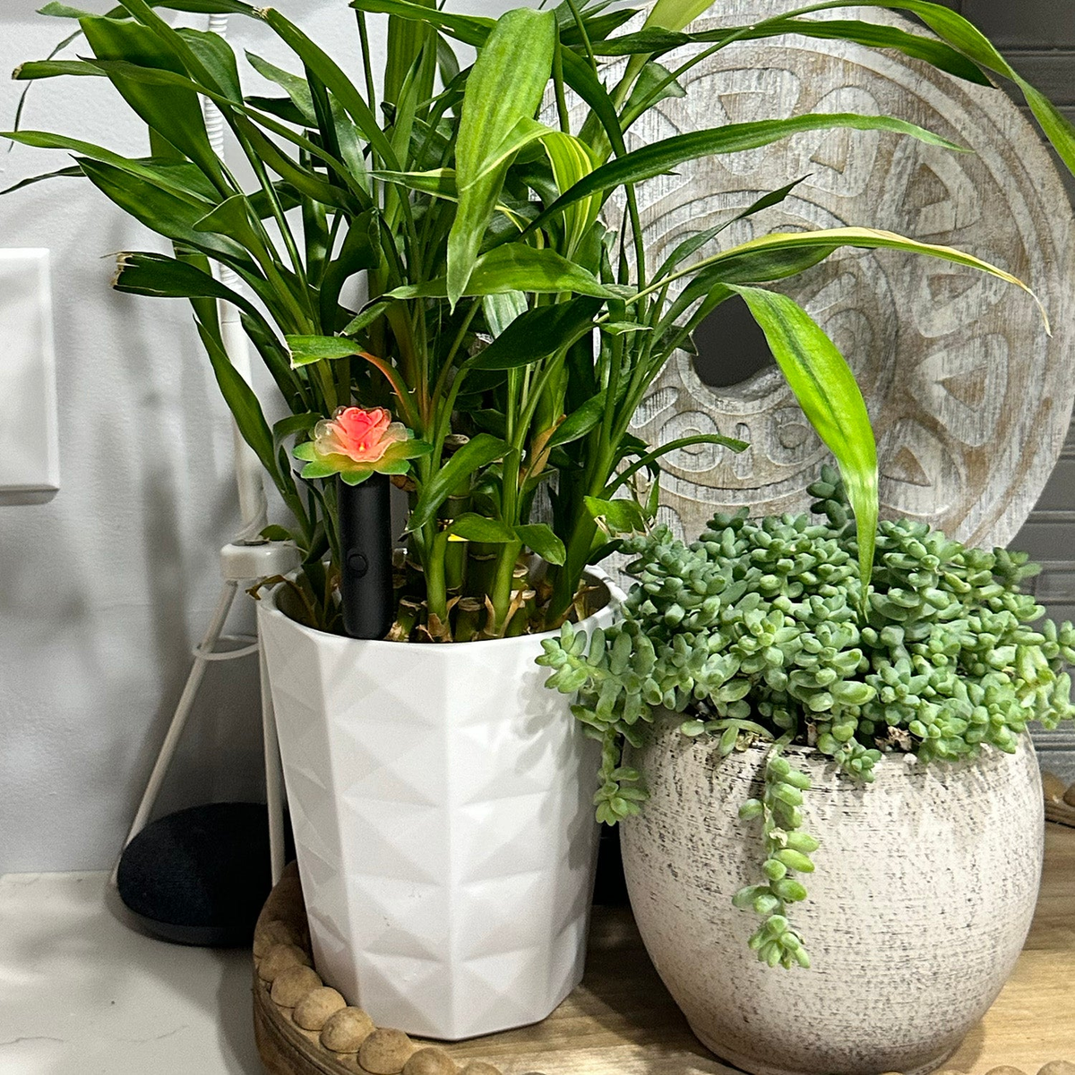 Plant Alarm Kit with moisture indicator in indoor plant pot, featuring red and green lights for optimal hydration levels.