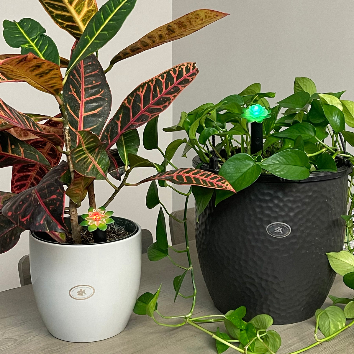 Plant Alarm Kit with red/green moisture indicators in potted plants.