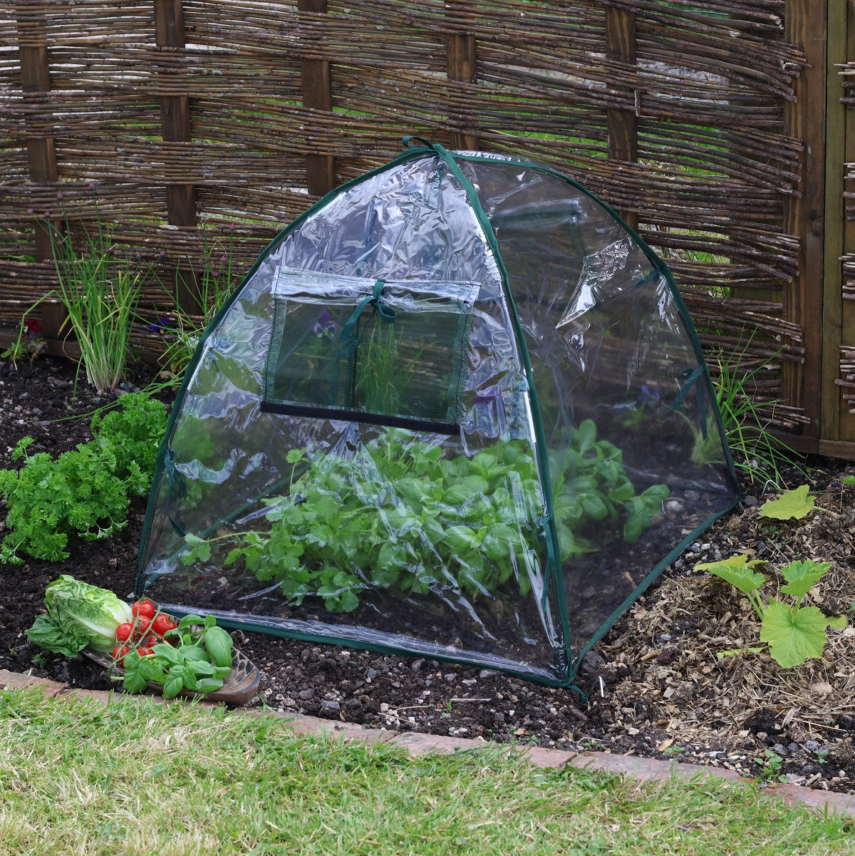 Garden cloche protecting plants, 22&quot; cube, polyethylene, galvanized steel hoops, garden setting.