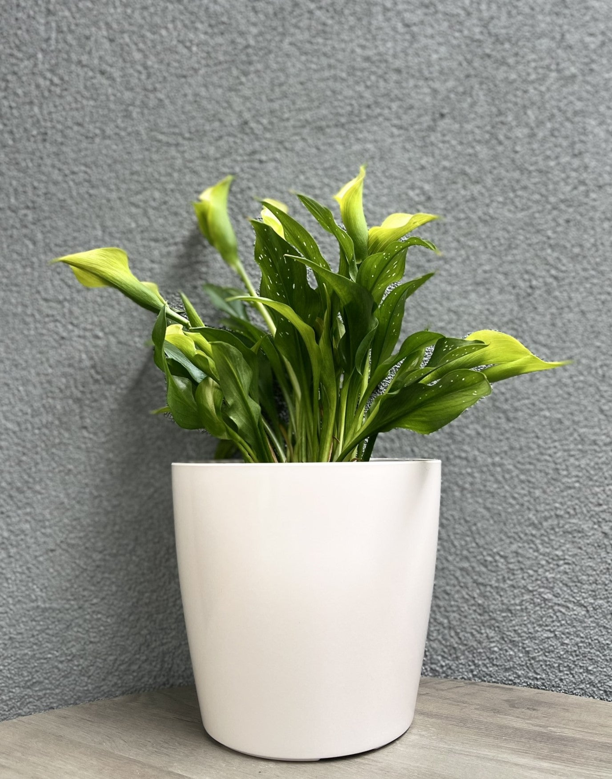 7&quot; cream round bamboo self-watering plant pot with green foliage, eco-friendly and biodegradable.