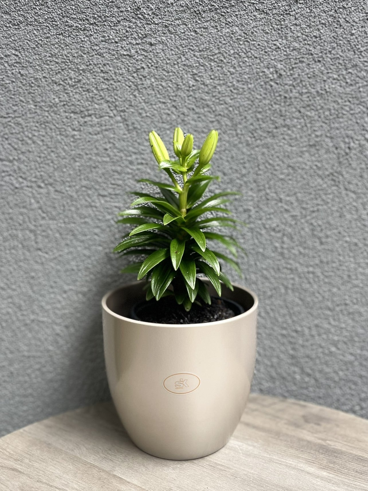 6.3&quot; gray beige metallic ceramic indoor plant pot with lush green plant