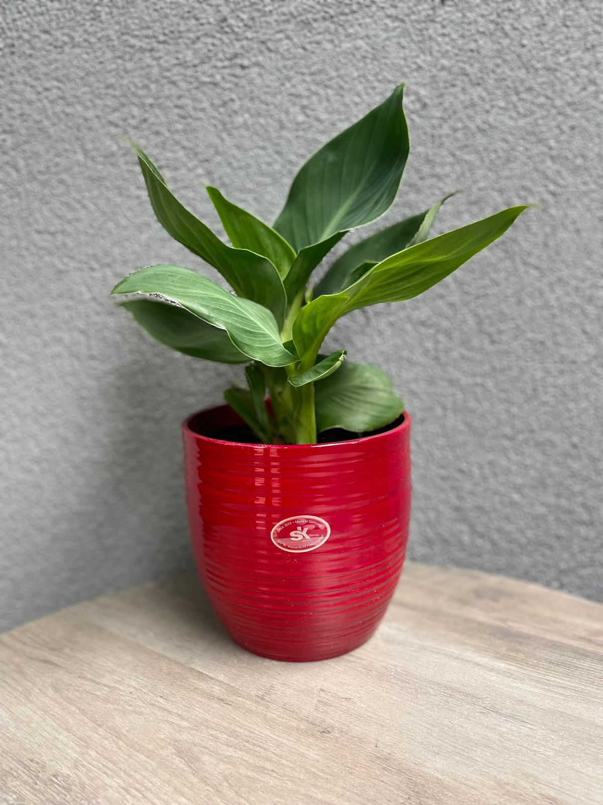 6.3&quot; Dia Red Ceramic Bergamo Indoor Plant Pot with Stylish Glazed Finish