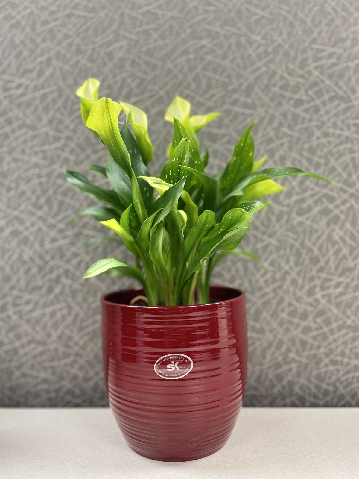 6.3&quot; diameter red ceramic indoor plant pot with ridges and green plant.