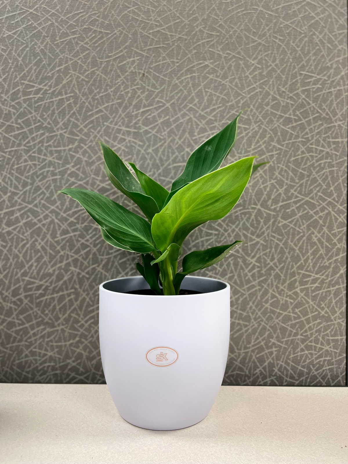 6.3&quot; dia matte lavender ceramic indoor plant pot with lush green plant.