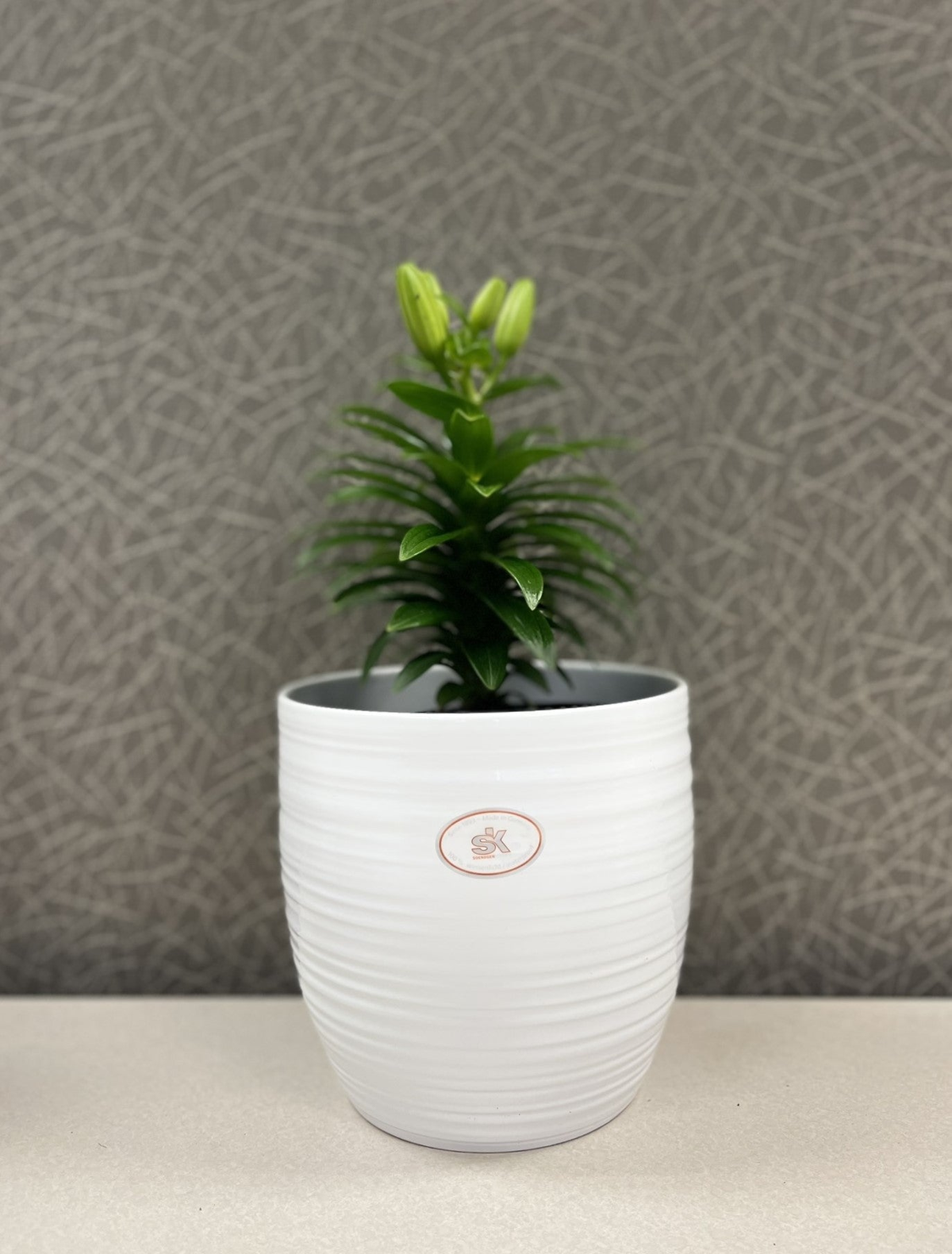 6.3&quot; white ceramic Bergamo indoor plant pot with ridged design.