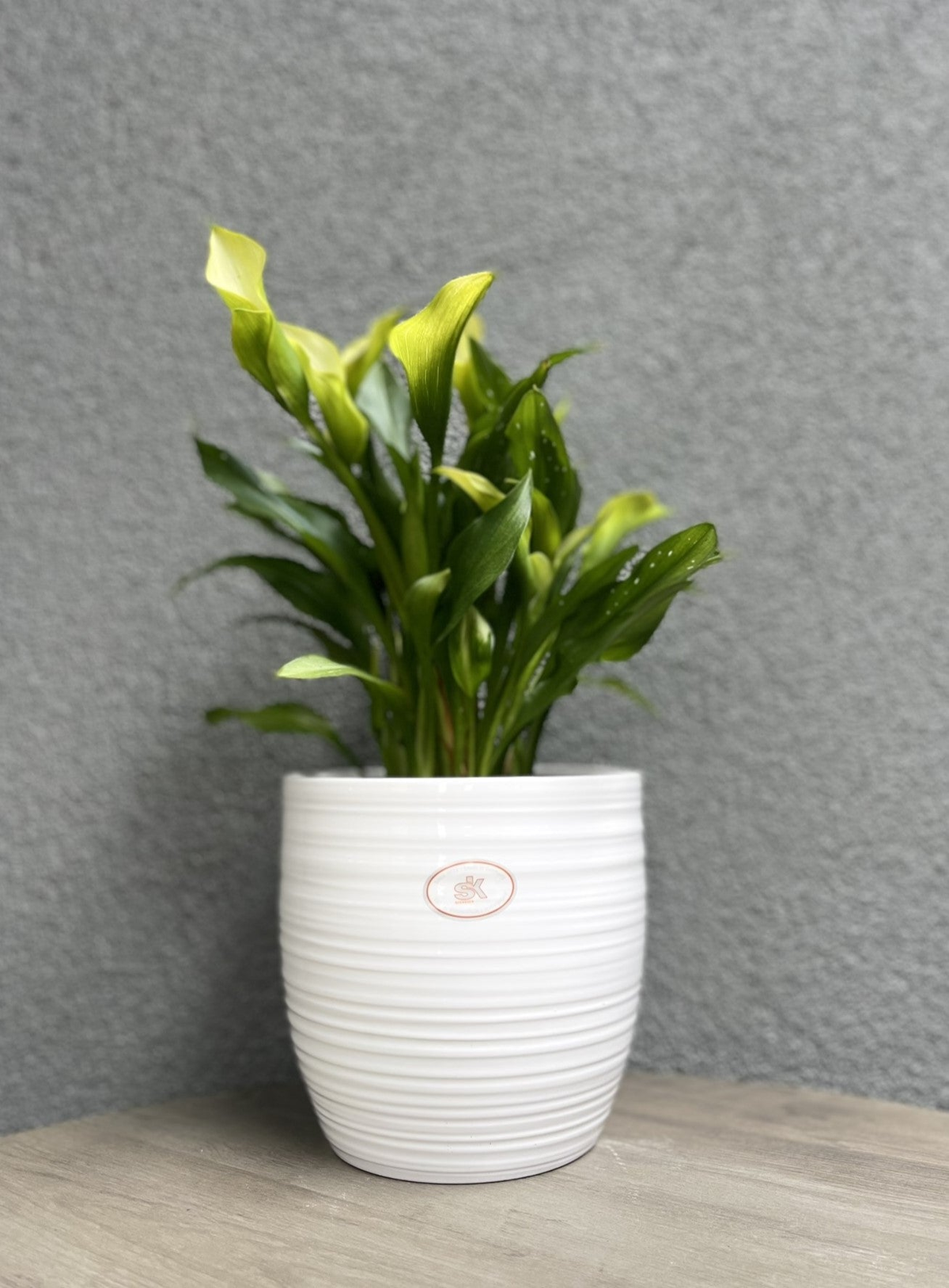 White ceramic Bergamo indoor plant pot with stylish ridged finish, 6.3&quot; diameter.