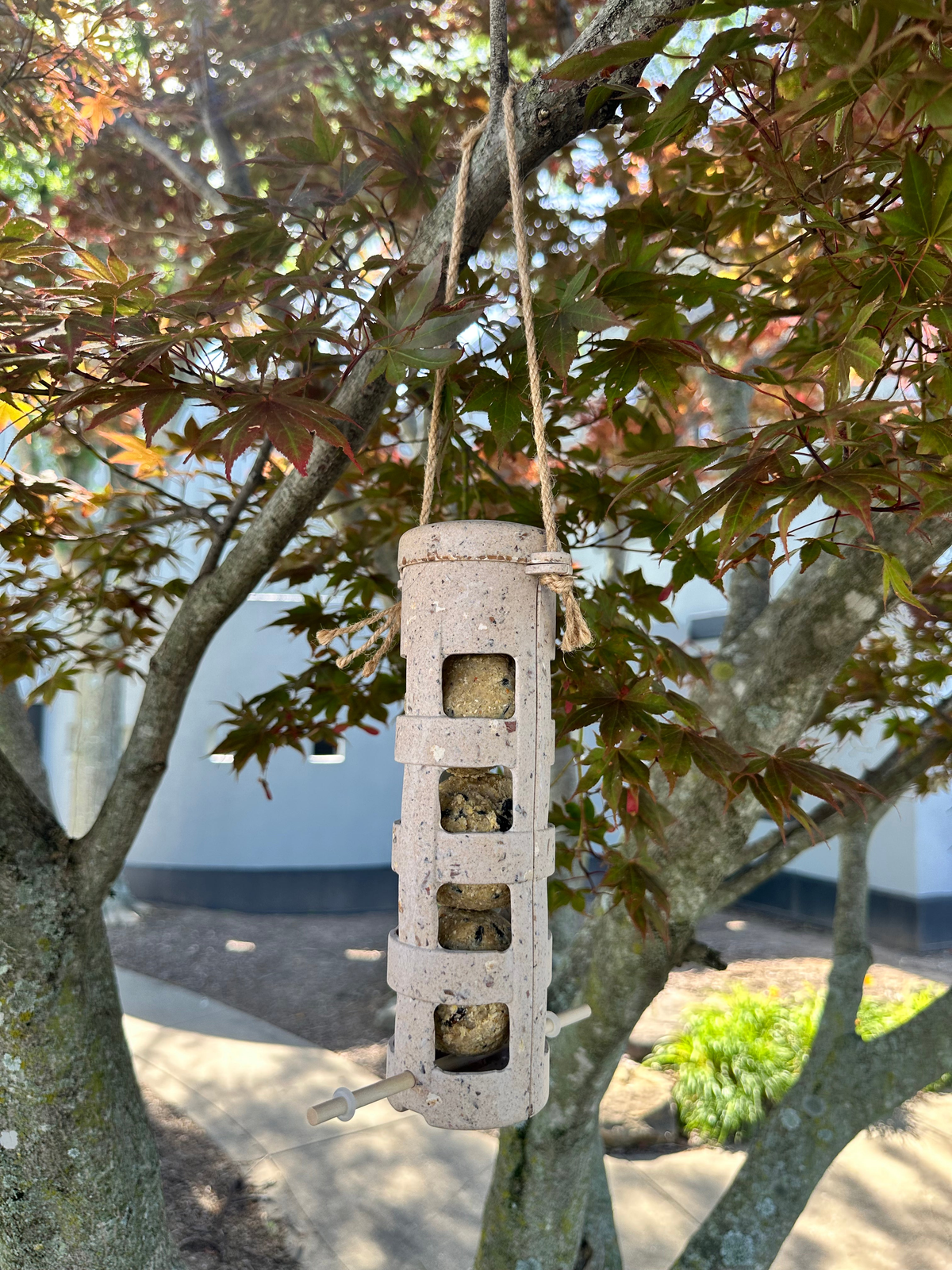 Suet Ball Feeder made from coffee husks hanging in a tree, eco-friendly and vegan.