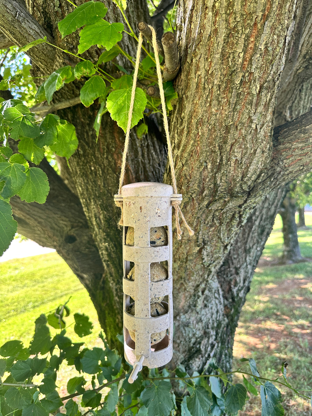 Suet Ball Feeder made from coffee husks hanging on a tree.