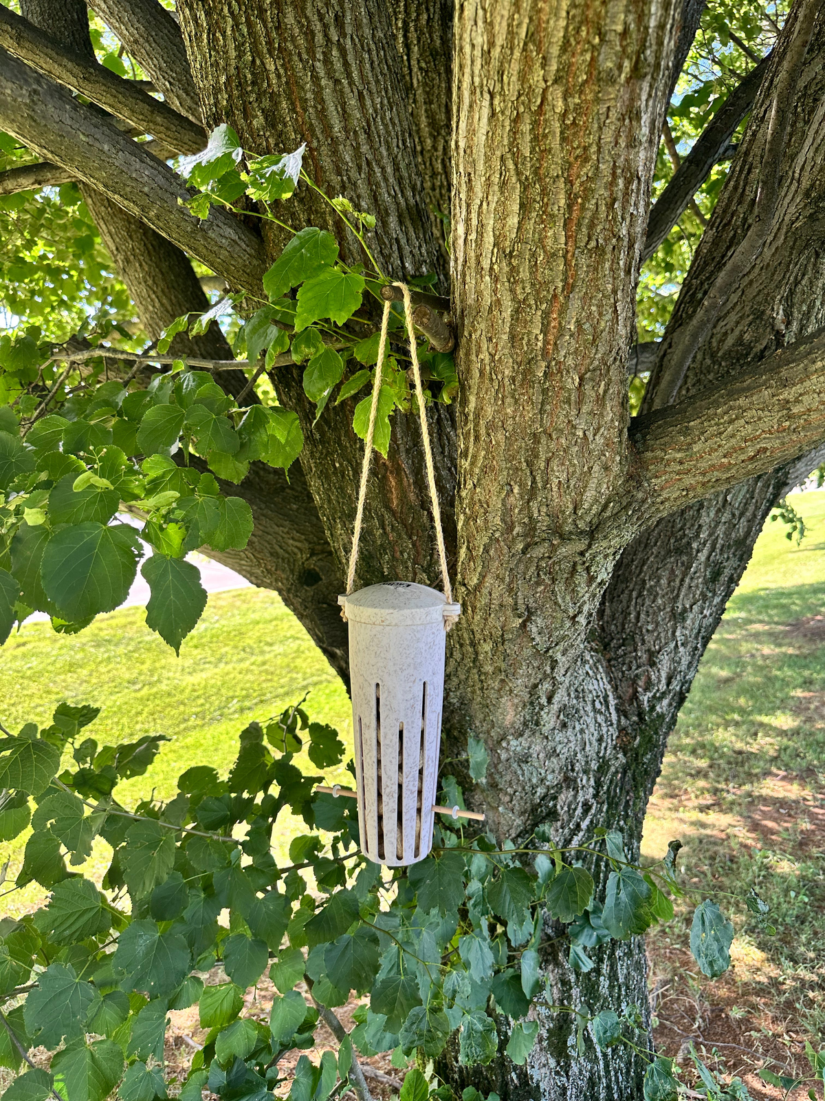 Earthy Sustainable Peanut Bird Feeder made from chaff, hanging on a tree.