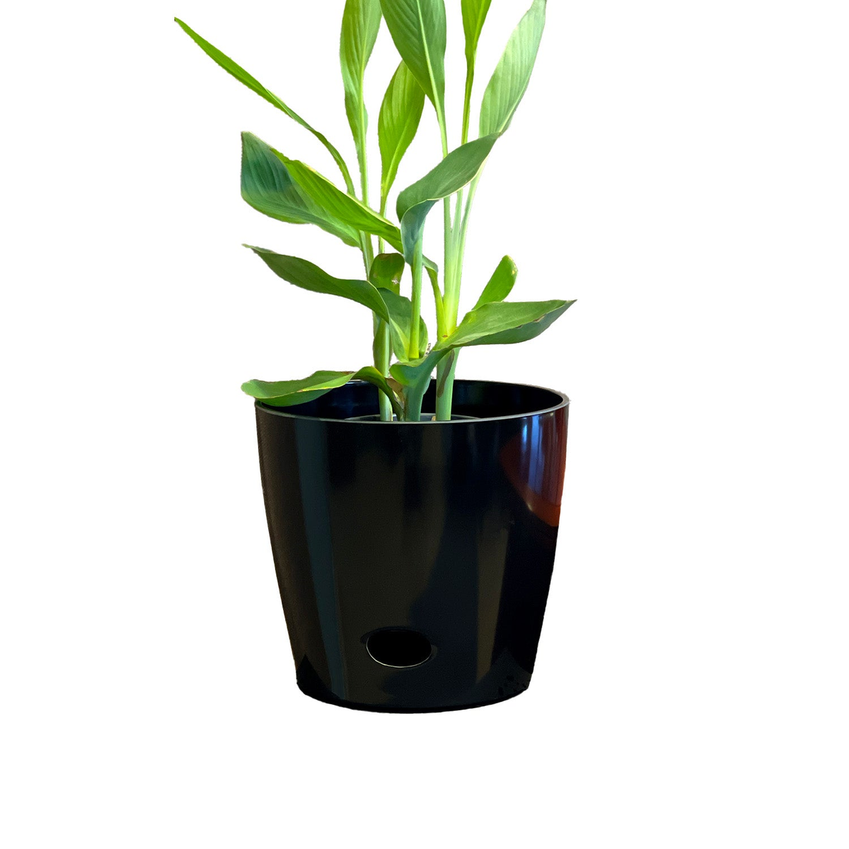 10&quot; black round bamboo self-watering indoor/outdoor plant pot with eco-friendly design and biodegradable material.