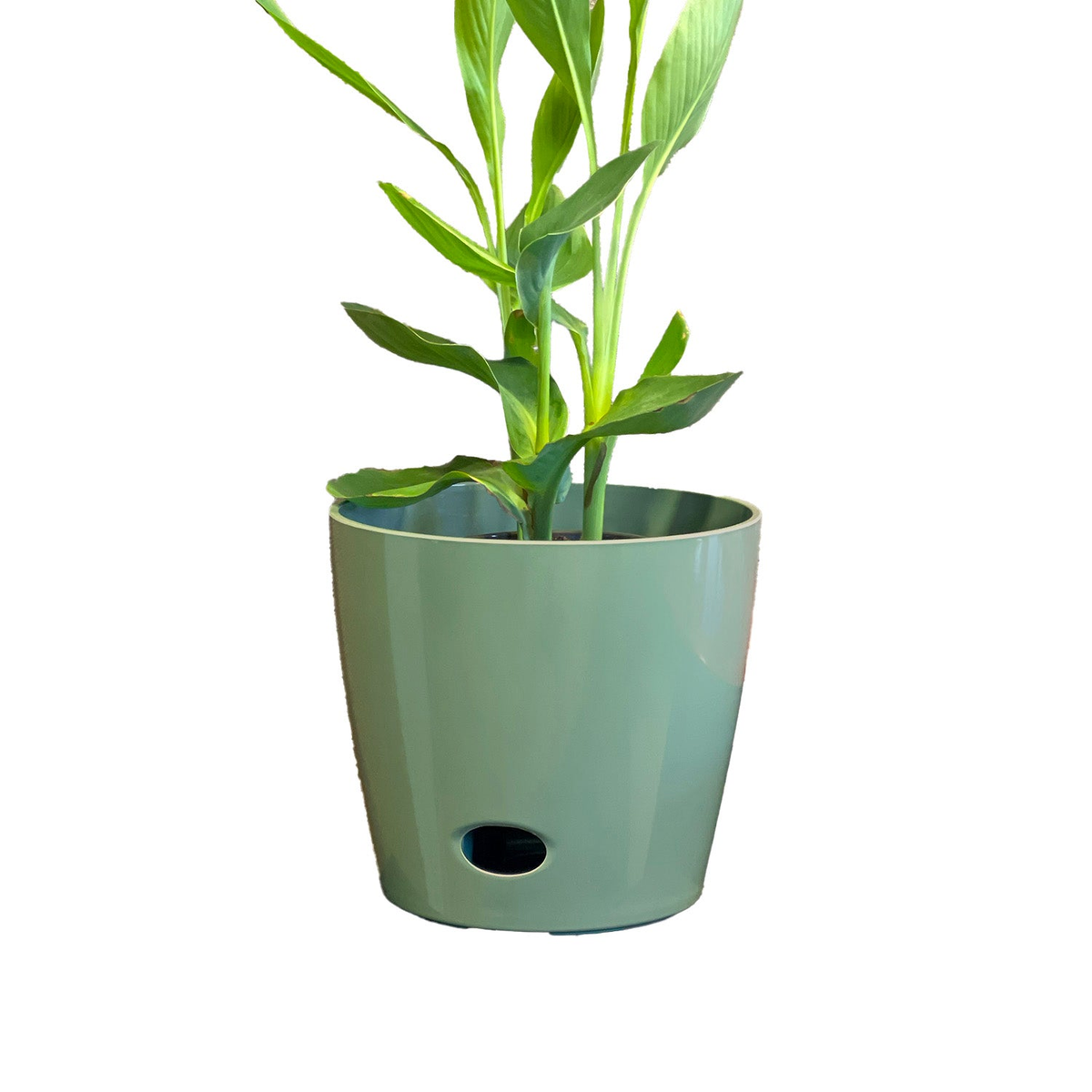 10&quot; Sage Green Round Bamboo Self-Watering Plant Pot, eco-friendly, biodegradable, indoor/outdoor use.