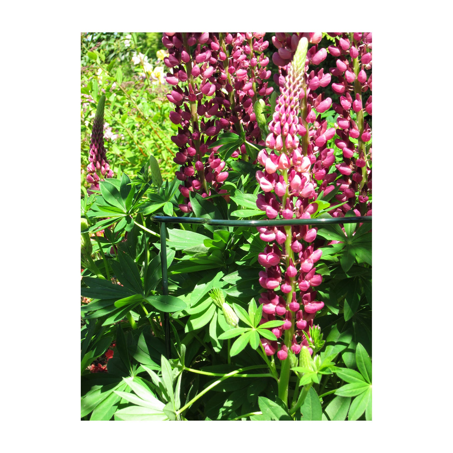 Plant support cradle with scalloped design, 40" tall, surrounding vibrant pink flowers.