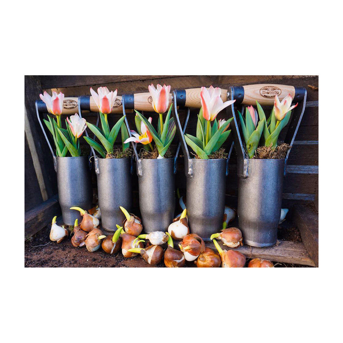 DeWit British Bulb Planter, Head: 5.25&quot;L x 2.75&quot;W, Total 10.5&quot;L  1.4lbs