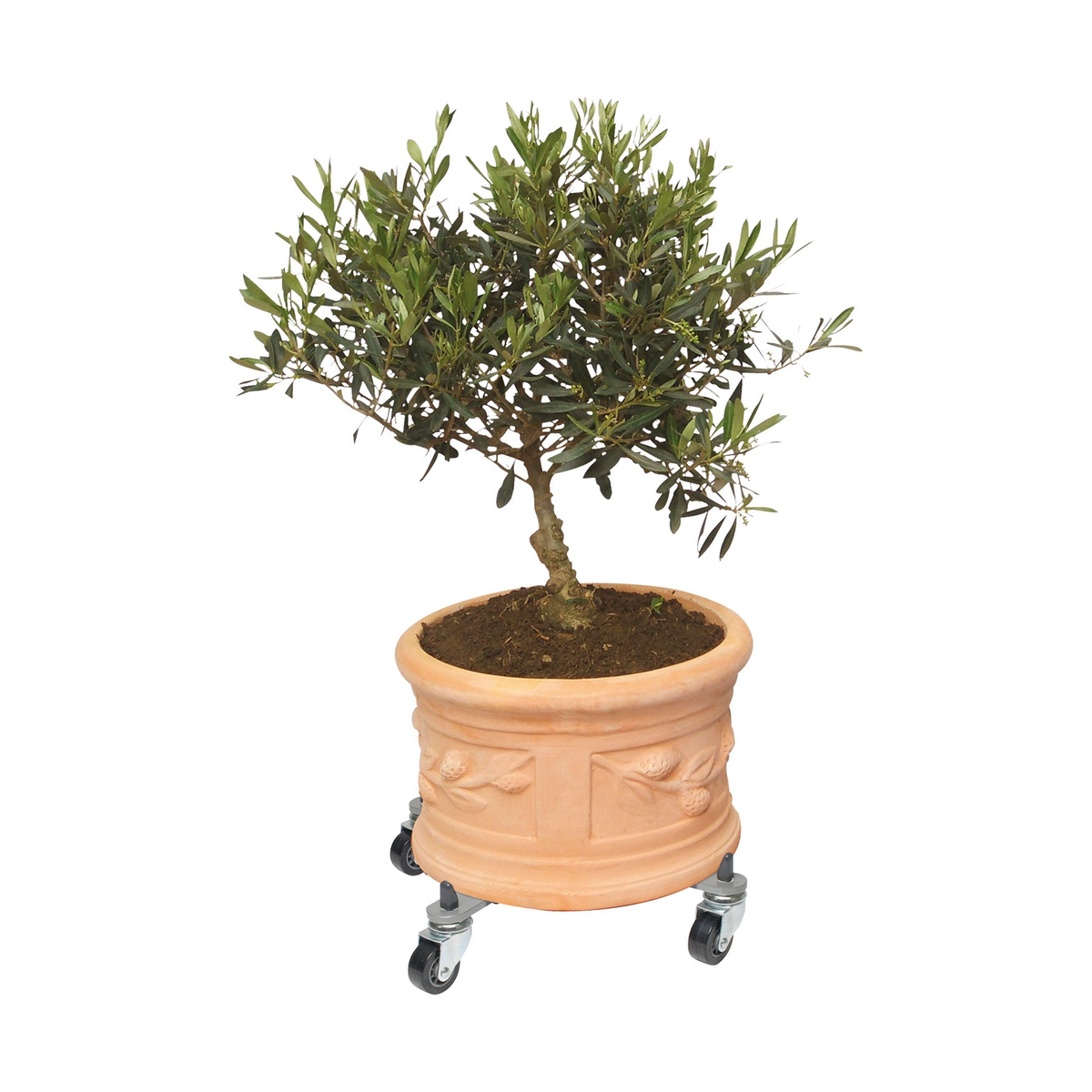 Adjustable metal plant caddy with wheels for indoor and outdoor use.