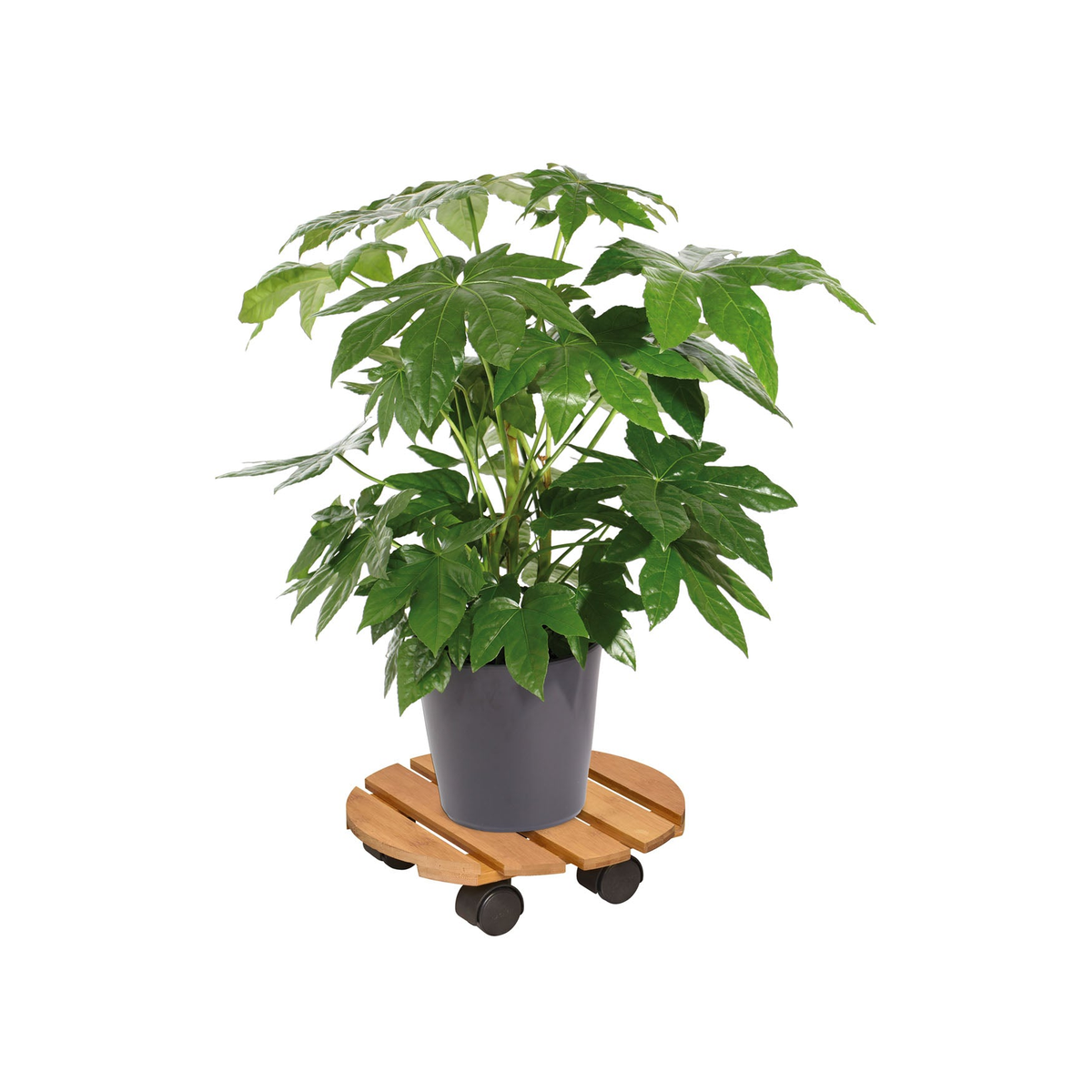 11.4&quot; round bamboo indoor plant caddy with twin wheel swivel casters and a potted plant on top.