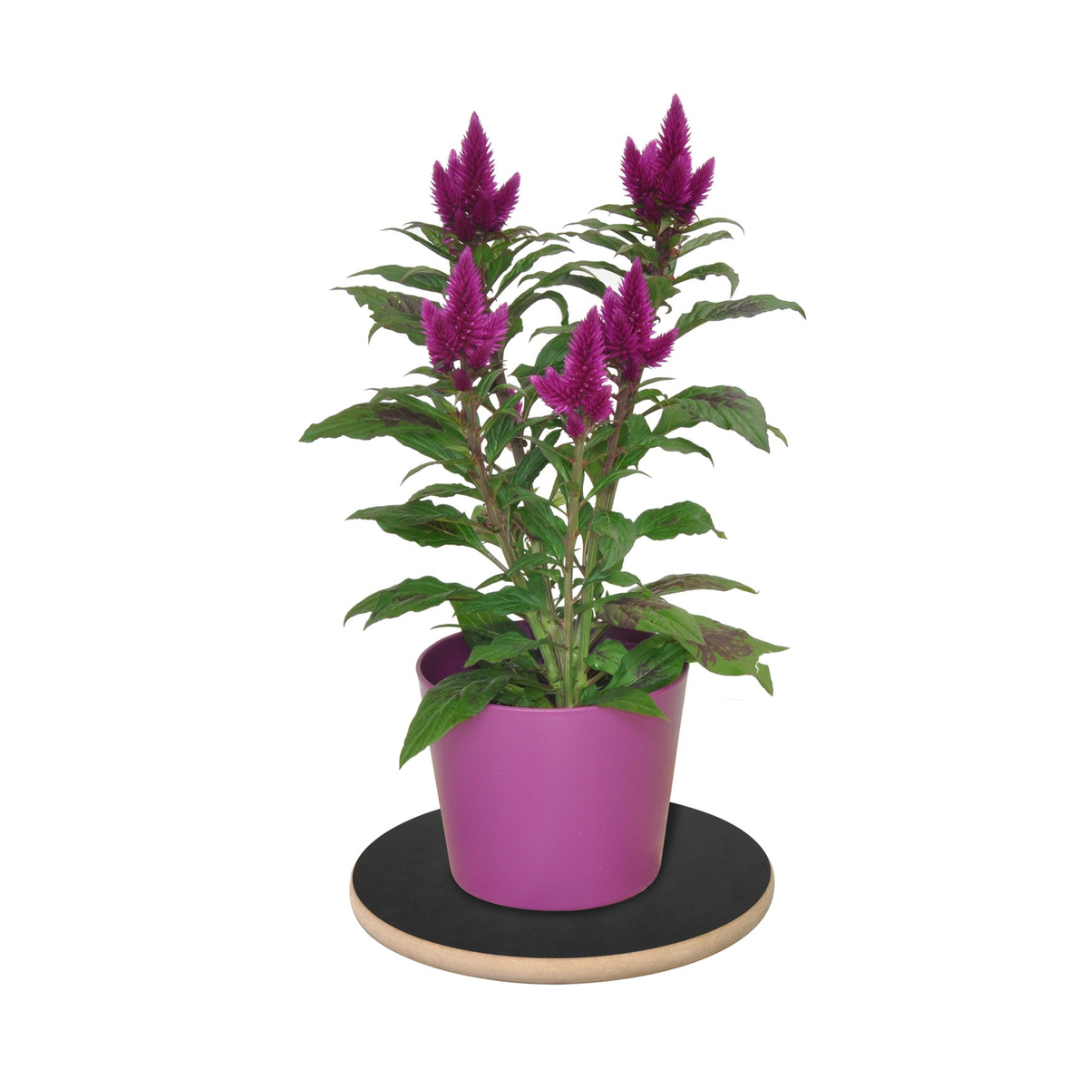 11.4&quot; round black Rollo decor indoor plant caddy with purple pot and plant, swivel casters, durable MDF construction.