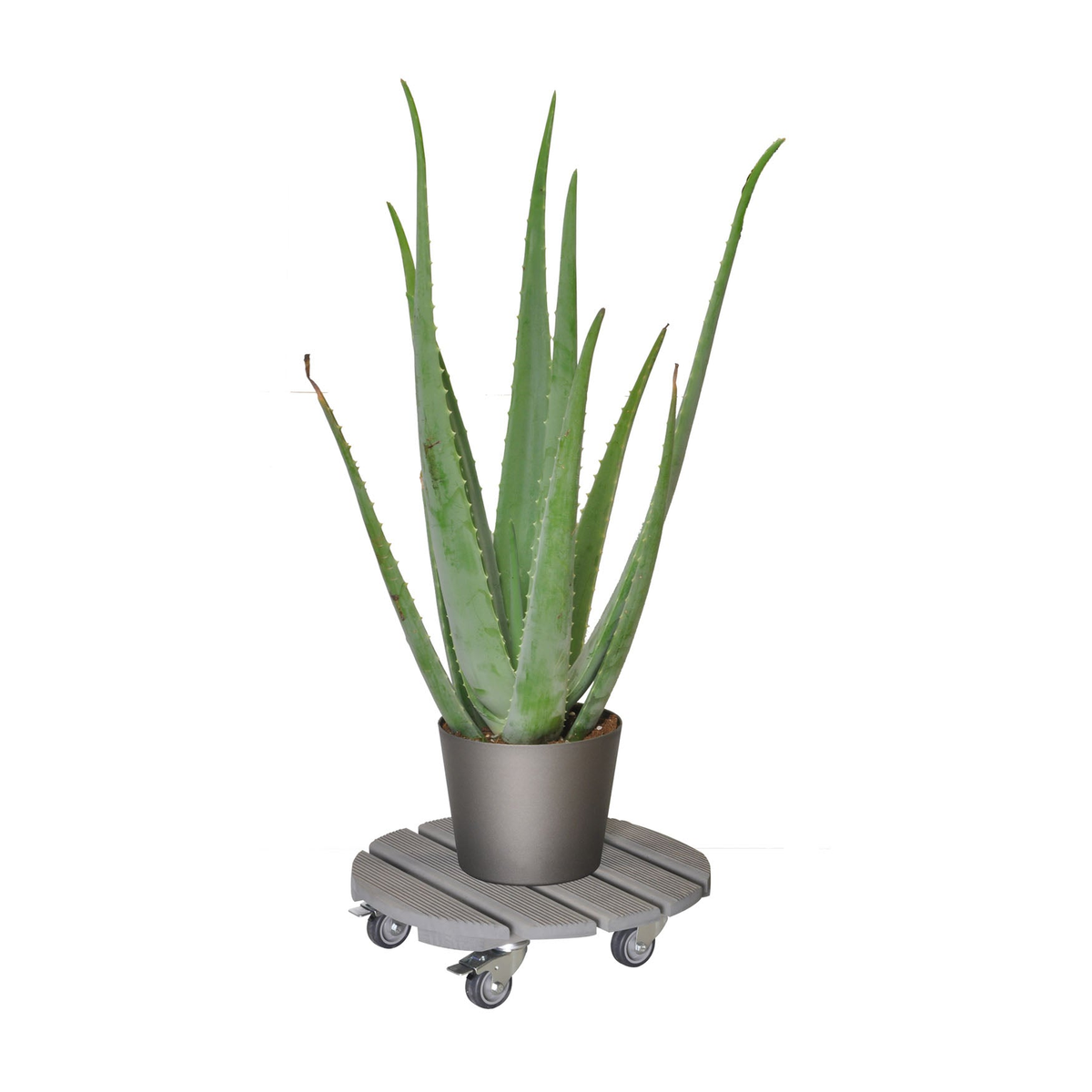 15&quot; gray ribbed indoor plant caddy with beech wood finish and plastic casters, holding a potted plant.