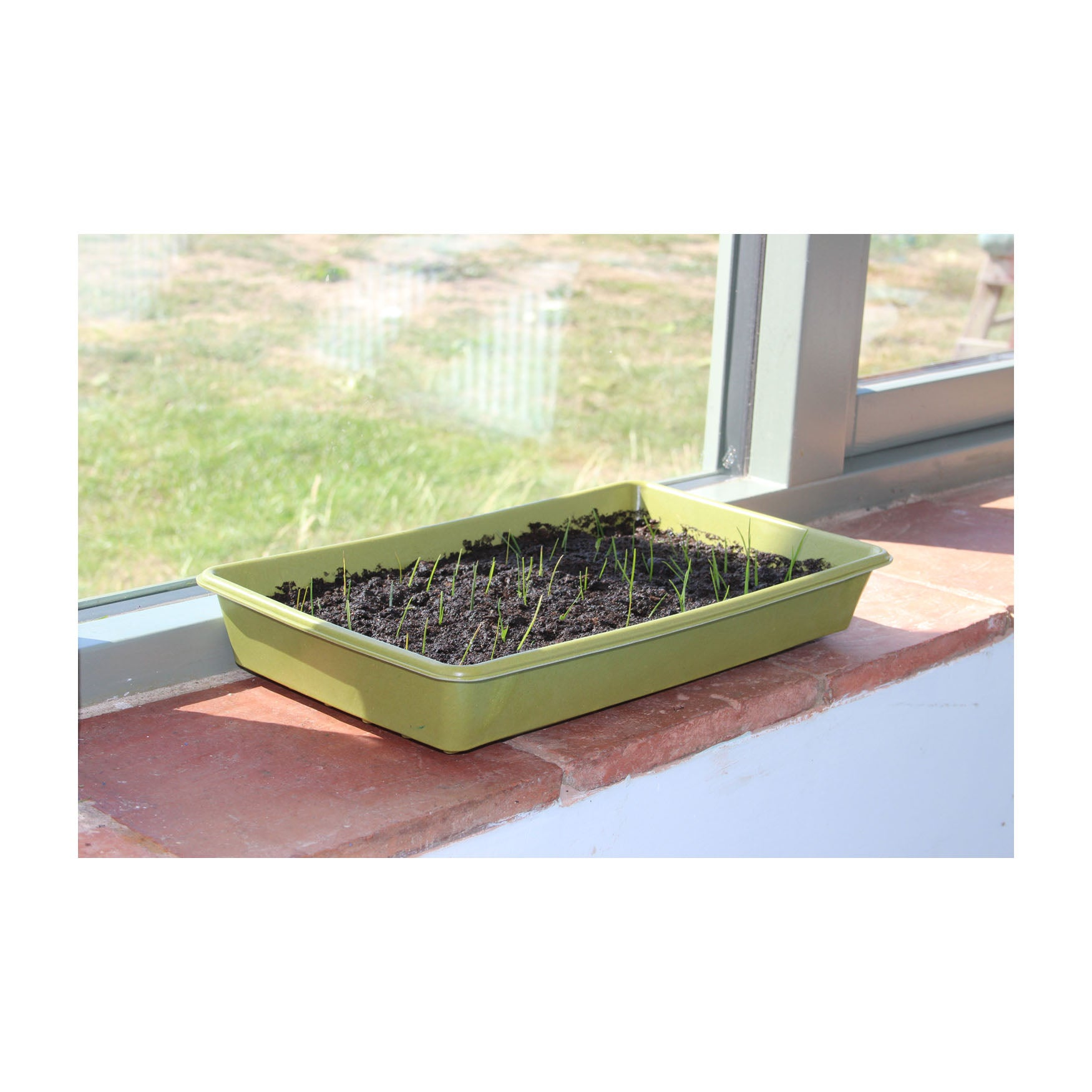 Bamboo seed tray by a window with young seedlings growing.