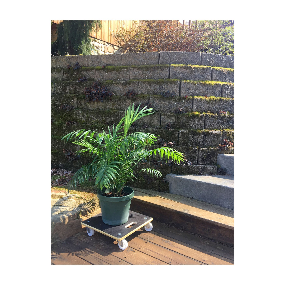 15&quot; Black Square MaxiGrip Indoor/Outdoor Plant Caddy in use with a potted plant on a wooden deck.