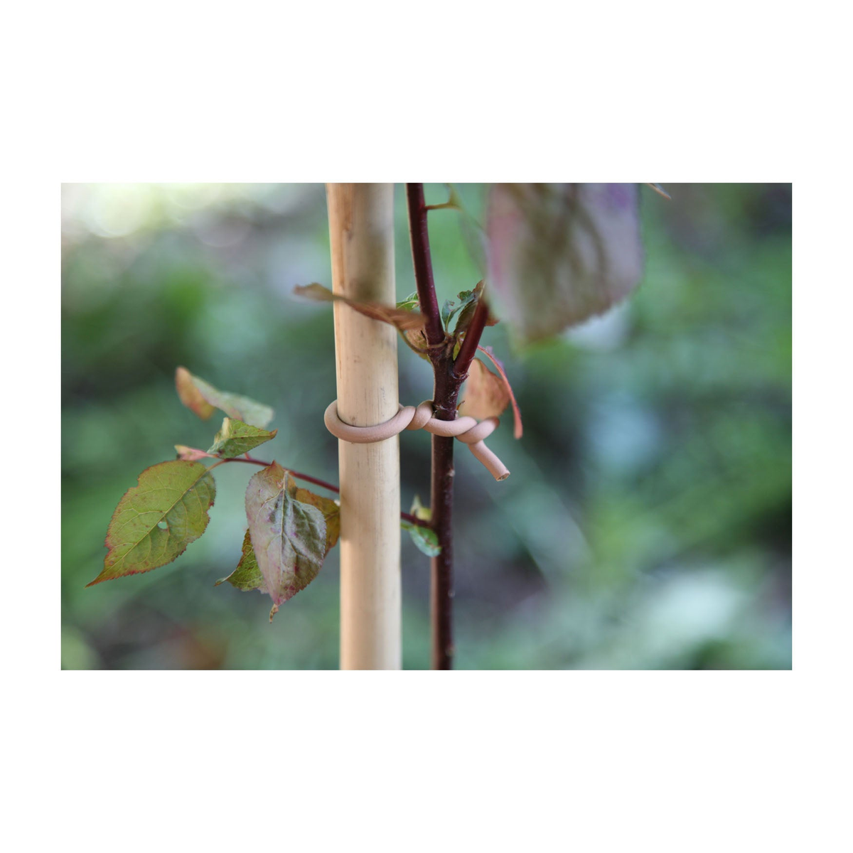 Innovative Slim Woody Soft Tie for plant support with rust-resistant core and UV-stabilized rubber coating.