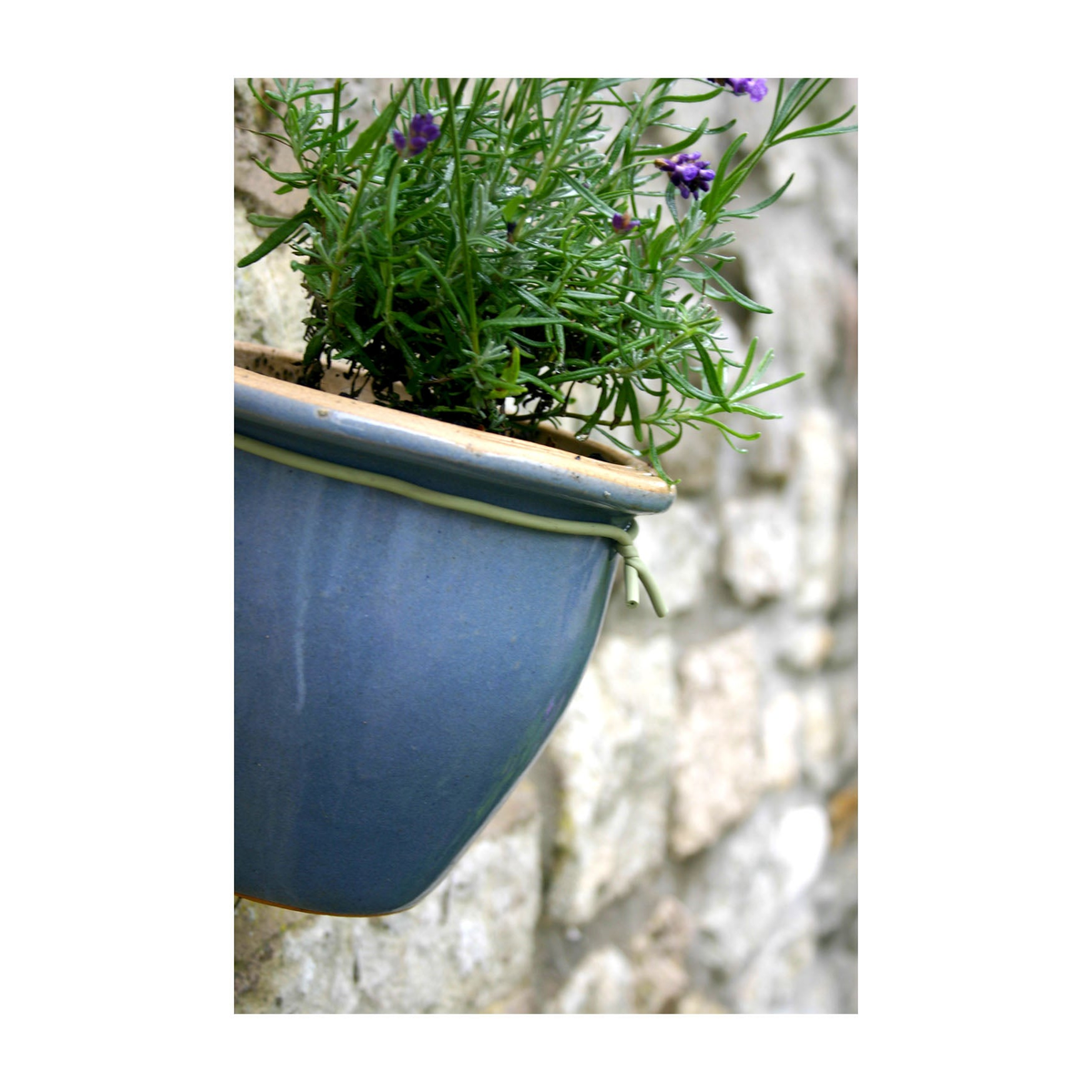 Slim Green Soft Tie securing plant in blue pot against stone wall.