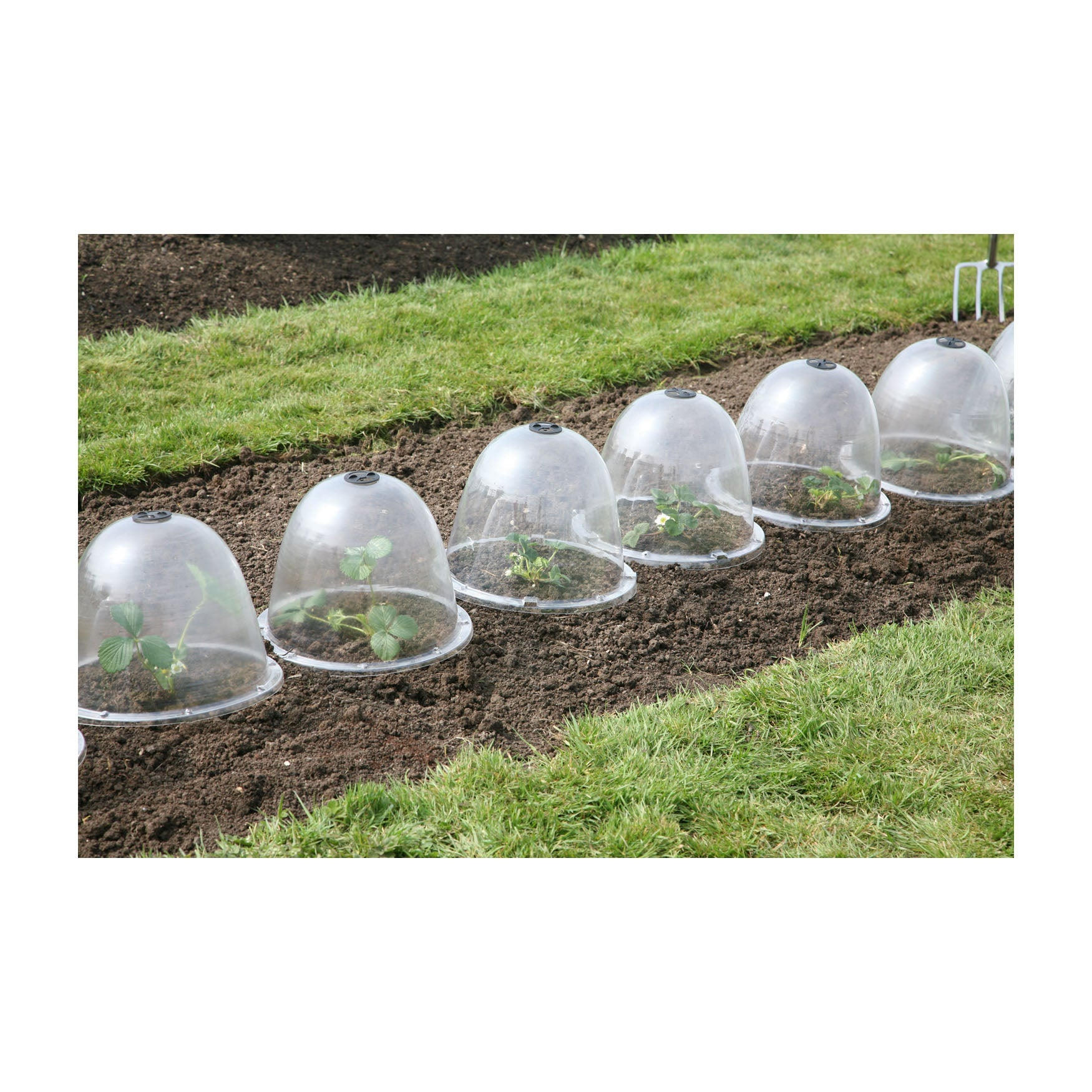 Garden cloches protecting young plants, Original Victorian Bell 3pk.