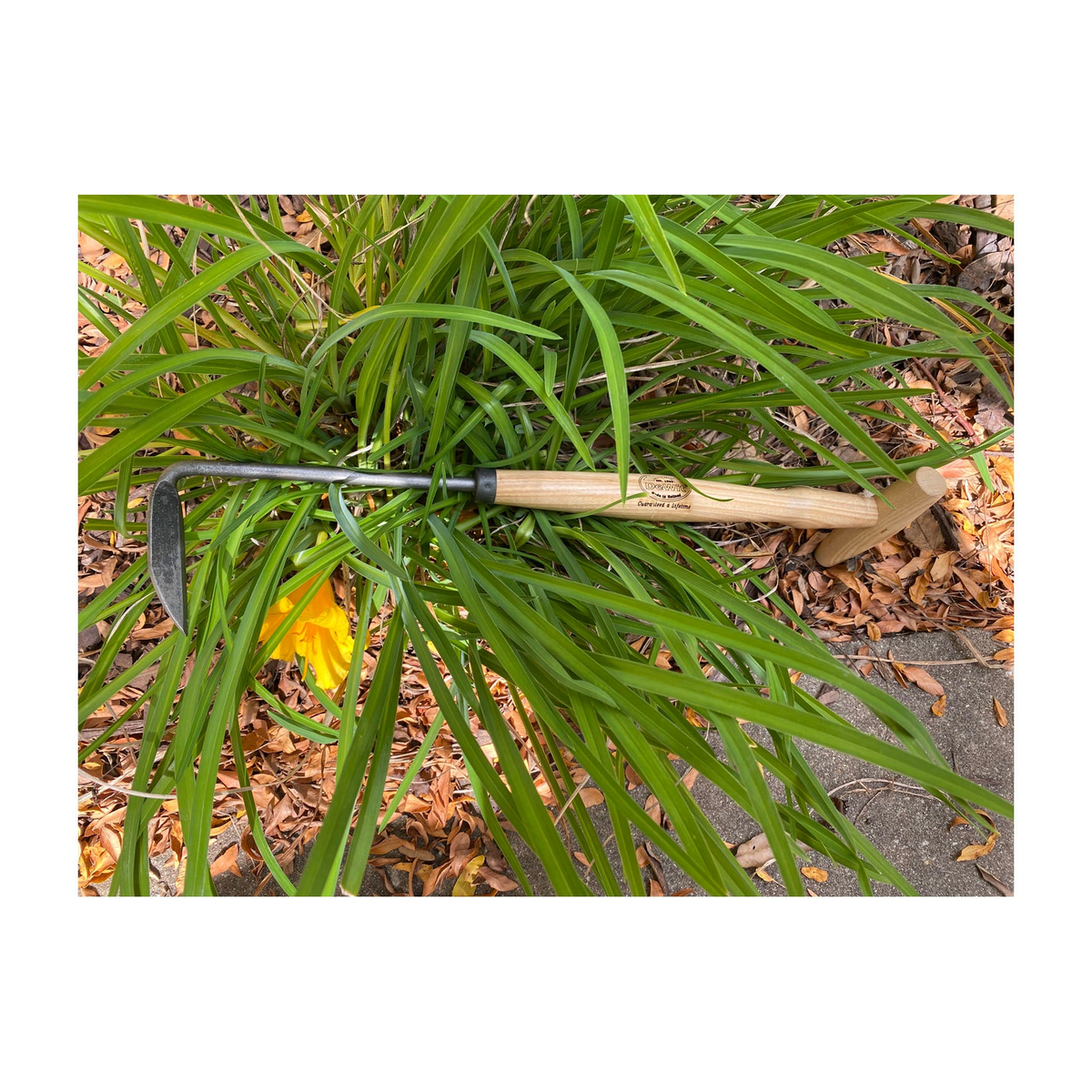 DeWit Cape Cod Right Hand Weeder with P-Grip in garden foliage.