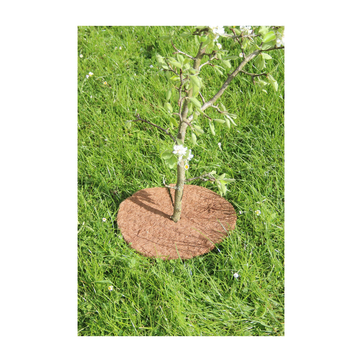 16&quot; biodegradable round coco tree mat placed around tree base on grass.