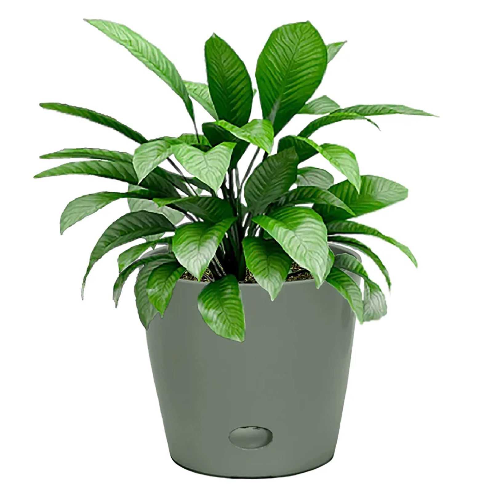 7" sage green round bamboo self-watering indoor/outdoor plant pot with lush greenery.