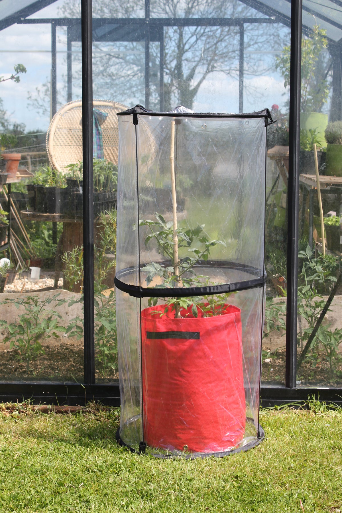 Tomato Cloche with air vents, 19&quot; diameter, covering plant in garden.