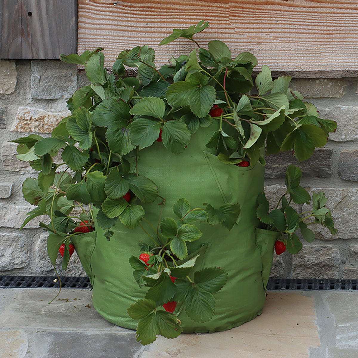 Strawberry &amp; Herb Patio Planter with lush greenery and red strawberries, ideal for small spaces.