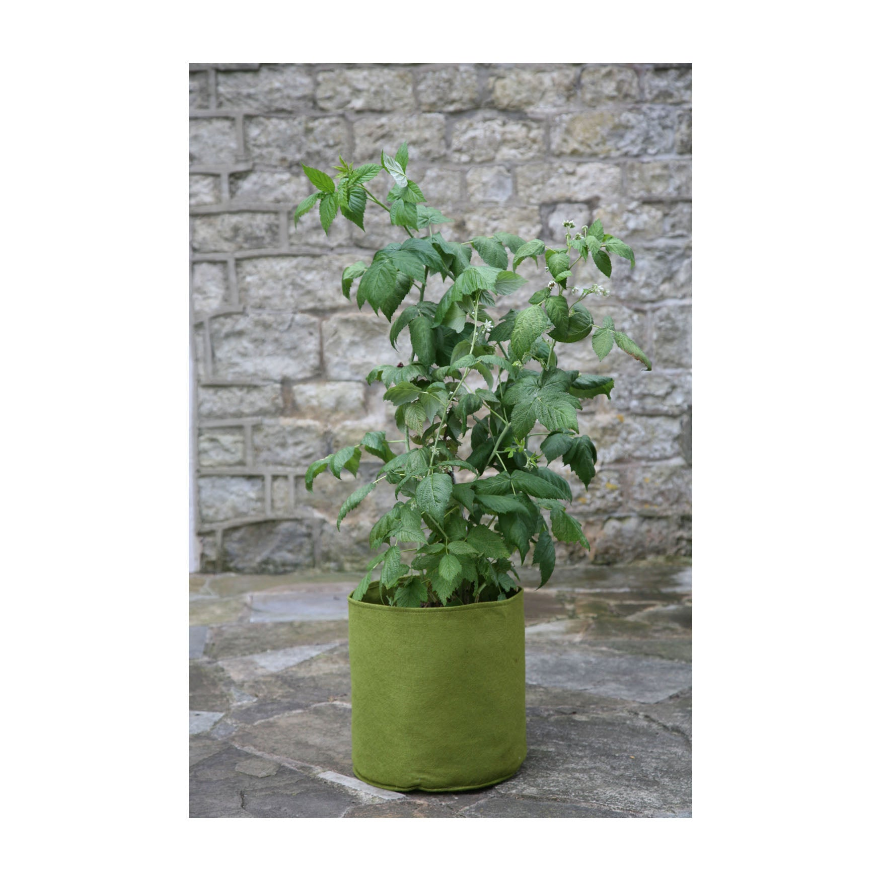 4.0 Gallon Vigoroot Pots 3pk with plant growing against stone wall backdrop.